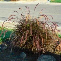Purple Fountain Grass 10 Purple Fountain Grass -Brighterblooms Shop Purple Fountain Grass 3 BB
