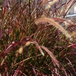 Purple Fountain Grass 13 Purple Fountain Grass -Brighterblooms Shop Purple Fountain Grass 5