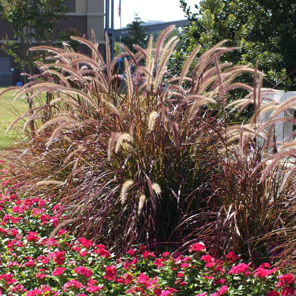 Purple Fountain Grass 4 Purple Fountain Grass - Image 2