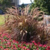 Purple Fountain Grass -Brighterblooms Shop Purple Fountain Grass BB 600x600jpg