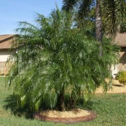 Pygmy Date Palm Tree 15 Pygmy Date Palm Tree -Brighterblooms Shop Pygmy Date Palm 10 BB
