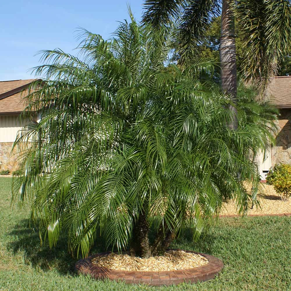Pygmy Date Palm Tree 5 Pygmy Date Palm Tree - Image 3