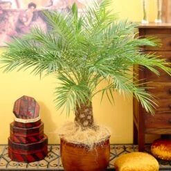 Pygmy Date Palm Tree 16 Pygmy Date Palm Tree -Brighterblooms Shop Pygmy Date Palm 4 BB