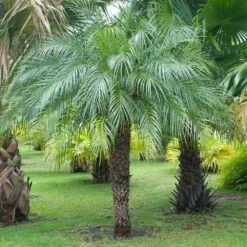 Pygmy Date Palm Tree 17 Pygmy Date Palm Tree -Brighterblooms Shop Pygmy Date Palm 6
