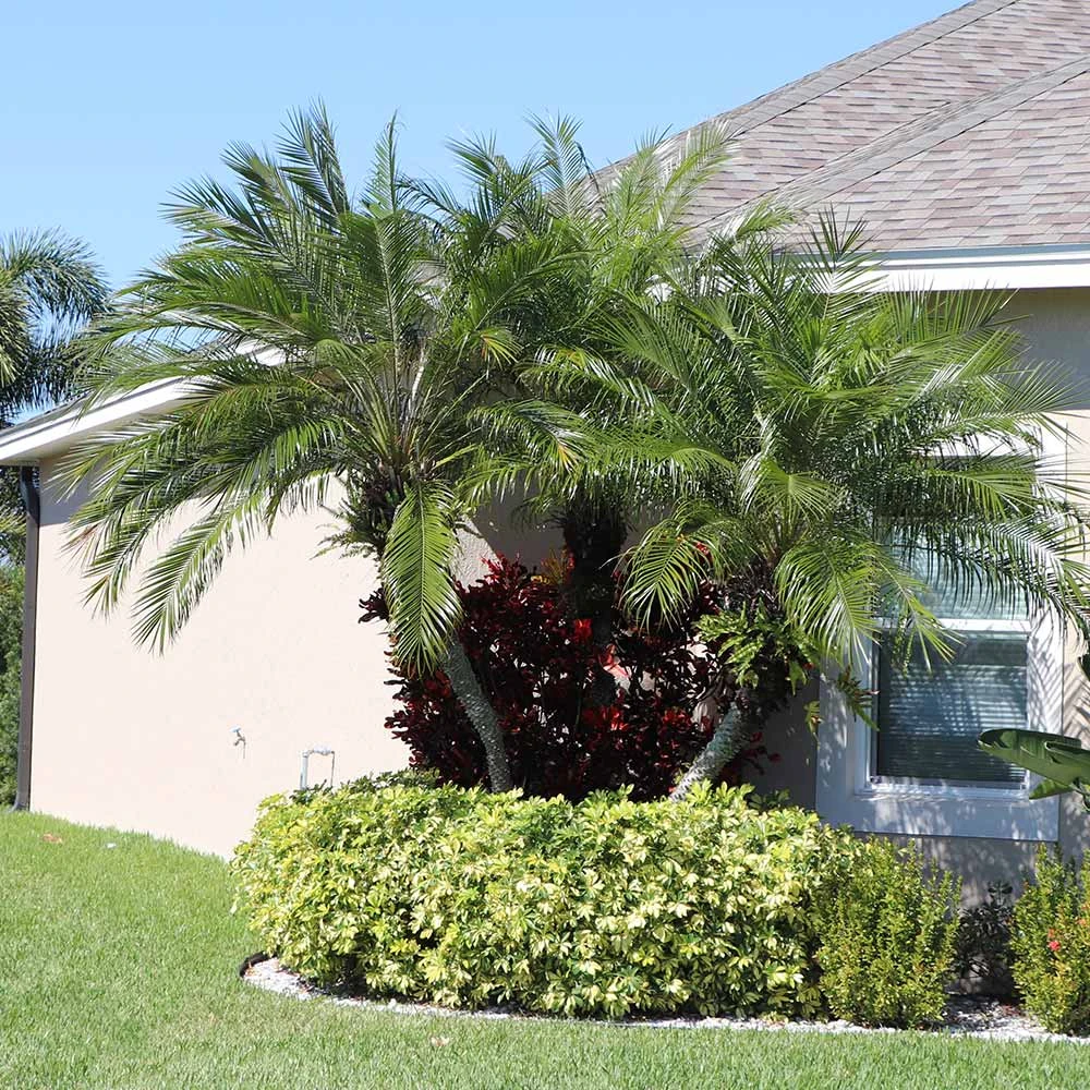 Pygmy Date Palm Tree 4 Pygmy Date Palm Tree - Image 2