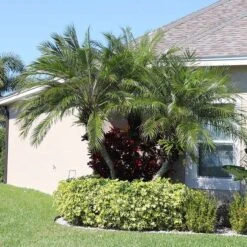 Pygmy Date Palm Tree