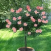 Rainbow Knock Out® Rose Tree -Brighterblooms Shop RAINBOW KNOCKOUT RISE TREE 250 THUMBNAIL