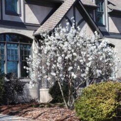 Royal Star Magnolia Tree -Brighterblooms Shop ROyal Star Magnolia 11