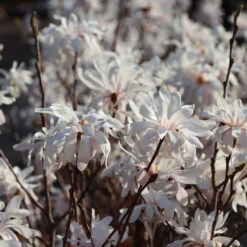 Royal Star Magnolia Tree -Brighterblooms Shop ROyal Star Magnolia 5 BB