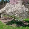 Royal Star Magnolia Tree -Brighterblooms Shop ROyal Star Magnolia BB 600x600 e05d39e0 e728 47d8 a1b8 a0a75667bb99