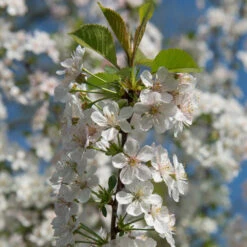 Rainier Cherry Tree -Brighterblooms Shop Rainier Cherry Tree