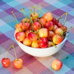 Rainier Cherry Tree -Brighterblooms Shop Rainier Cherry Tree 2 BB