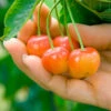 Rainier Cherry Tree