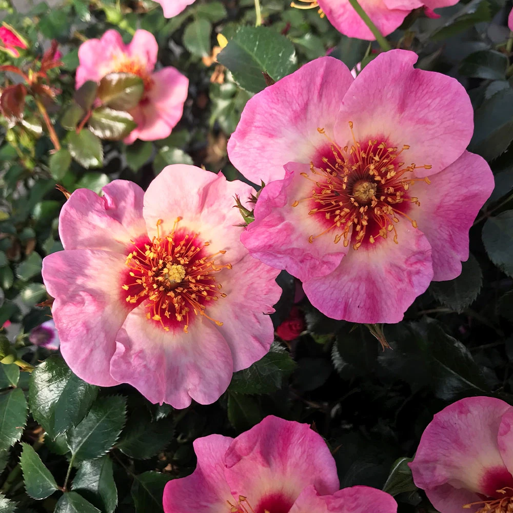 Raspberry Kiss™ Rose Tree 4 Raspberry Kiss™ Rose Tree - Image 2