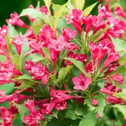Red Prince Weigela Tree -Brighterblooms Shop Red Prince Wegeila 3 BB