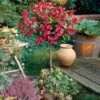 Red Prince Weigela Tree -Brighterblooms Shop Red Prince Wegeila FGT 600x600 b25636bb 3219 46c4 8f77 52e859c86c25