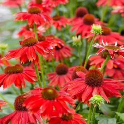 Sombrero® Salsa Red Coneflower 8 Sombrero® Salsa Red Coneflower -Brighterblooms Shop Red Salsa Coneflower 1 bb