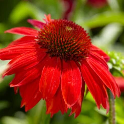 Sombrero® Salsa Red Coneflower 9 Sombrero® Salsa Red Coneflower -Brighterblooms Shop Red Salsa Coneflower 4