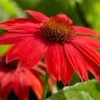 Sombrero® Salsa Red Coneflower -Brighterblooms Shop Red Salsa Coneflower BB 600x600 804094ae c397 49d2 8b12 9426c4147677