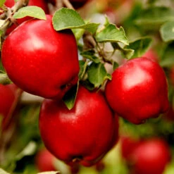 Red Delicious Apple Tree -Brighterblooms Shop Red Delicious Apple 1