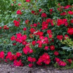 Red Drift® Rose -Brighterblooms Shop Red Drift Rose 2 BB