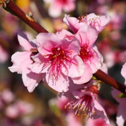 Red Haven Peach Tree -Brighterblooms Shop Red Haven Peach Tree 1