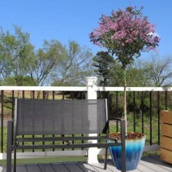 Red Pixie Lilac Tree 9 Red Pixie Lilac Tree -Brighterblooms Shop Red Pixie Lilac Tree 5