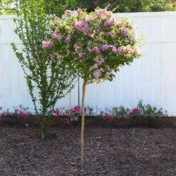 Red Pixie Lilac Tree 8 Red Pixie Lilac Tree -Brighterblooms Shop Red Pixie Lilac Tree 6 BB