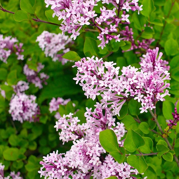 Red Pixie Lilac Tree 3 Red Pixie Lilac Tree