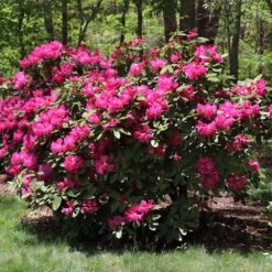 Red Rhododendron Shrub 9 Red Rhododendron Shrub -Brighterblooms Shop Red Rhododendron 2 BB