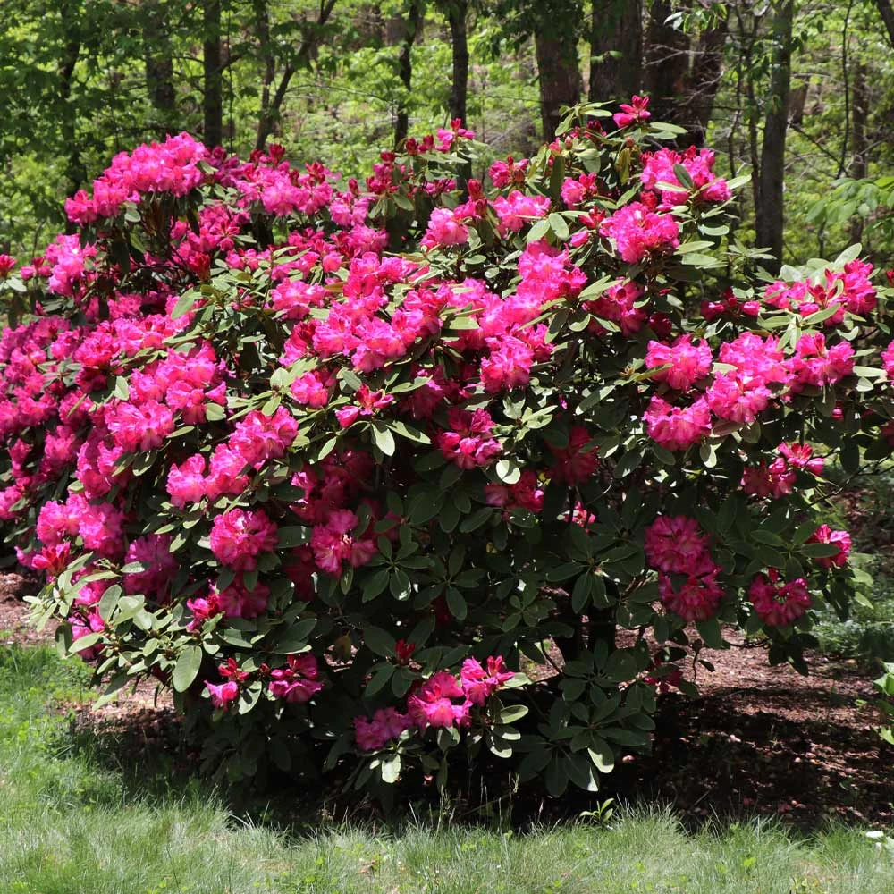 Red Rhododendron Shrub 5 Red Rhododendron Shrub - Image 3