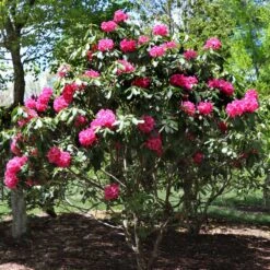 Red Rhododendron Shrub 10 Red Rhododendron Shrub -Brighterblooms Shop Red Rhododendron 3
