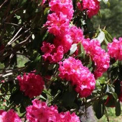 Red Rhododendron Shrub 11 Red Rhododendron Shrub -Brighterblooms Shop Red Rhododendron 5 BB