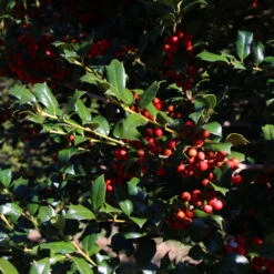 Robin™ Red Holly Shrub -Brighterblooms Shop Red Robin Holly 3 BB