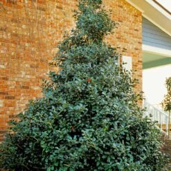 Robin™ Red Holly Shrub -Brighterblooms Shop Red Robin Holly 6