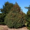 Robin™ Red Holly Shrub -Brighterblooms Shop Red Robin Holly 600x600 35970e25 e6d2 4457 af6c b43ccf1673c3