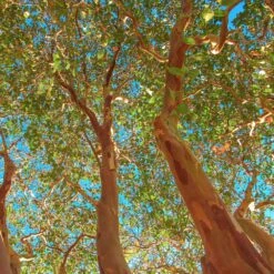 Red Rocket Crape Myrtle Tree -Brighterblooms Shop Red Rocket Crape Myrtle