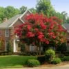 Red Rocket Crape Myrtle Tree -Brighterblooms Shop Red Rocket Crape Myrtle BB 600x600 a2933d5d ac30 4540 ab7a d3b1b5cb67b7
