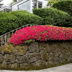 Red Ruffles Azalea Shrub 8 Red Ruffles Azalea Shrub -Brighterblooms Shop Red Ruffles Azalea 7