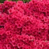 Red Ruffles Azalea Shrub -Brighterblooms Shop Red Ruffles Azalea BB 600x600 c4bc0c8f fc60 4463 91a6 bf956fb69079