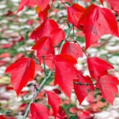 Red Sunset® Maple Tree -Brighterblooms Shop Red Sunset Maple 2 a54aec73 0734 4b1e 99ff 74a659bb9e8c