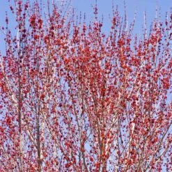 Red Sunset® Maple Tree -Brighterblooms Shop Red Sunset Maple 3 68ab9163 7e44 4e93 8940 867034154180