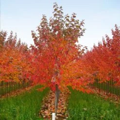 Red Sunset® Maple Tree -Brighterblooms Shop Red Sunset Maple 5