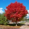 Red Sunset® Maple Tree 2 Red Sunset® Maple Tree -Brighterblooms Shop Red Sunset Maple BB 600x600 ba5e2746 514c 43d3 a235 bd68eed101c4