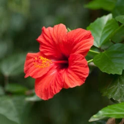 Red Tropical Hibiscus Tree -Brighterblooms Shop Red Tropical Hibiscus Tree 2 BB