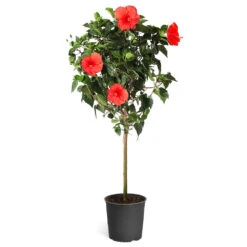 Red Tropical Hibiscus Tree -Brighterblooms Shop Red Tropical Hibiscus Tree 5