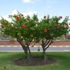 Red Tropical Hibiscus Tree -Brighterblooms Shop Red Tropical Hibiscus Tree 6 BB