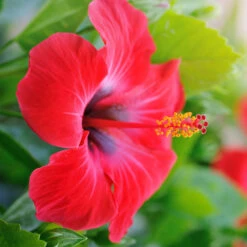 Red Tropical Hibiscus Tree -Brighterblooms Shop Red Tropical Hibiscus Tree 7 BB
