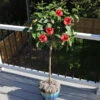 Red Tropical Hibiscus Tree -Brighterblooms Shop Red Tropical Hibiscus Tree BB 600x600 f9e2f914 14a5 485a 96b2 56d1f11626eb