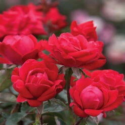 Double Knock Out® Rose -Brighterblooms Shop Red knockout rose 10 BB